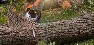 How Our Tree Care Process Works  in  Centerport, NY