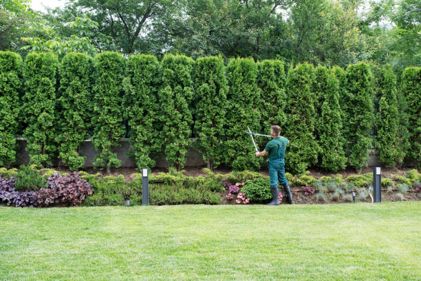 Professional  Tree Services in Centerport, NY