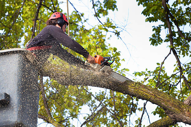 Best Tree and Shrub Care  in Centerport, NY