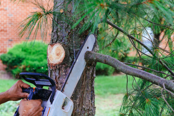 Best Tree Maintenance Programs  in Centerport, NY